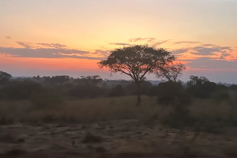Sunset East African landscape with tree